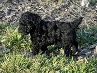 Tase, a male Poodle - Miniature  for sale in Cabool, MO – Photo 3 of 3