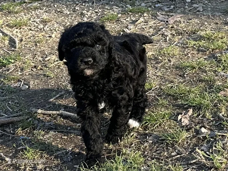 Tase – Poodle - Miniature  puppy for sale in Cabool, MO