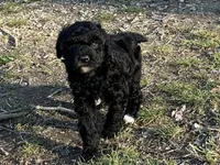 Tase, a male Poodle - Miniature  for sale in Cabool, MO – Photo 1 of 3