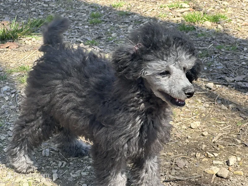 Twig – Poodle - Toy  puppy for sale in Cabool, MO