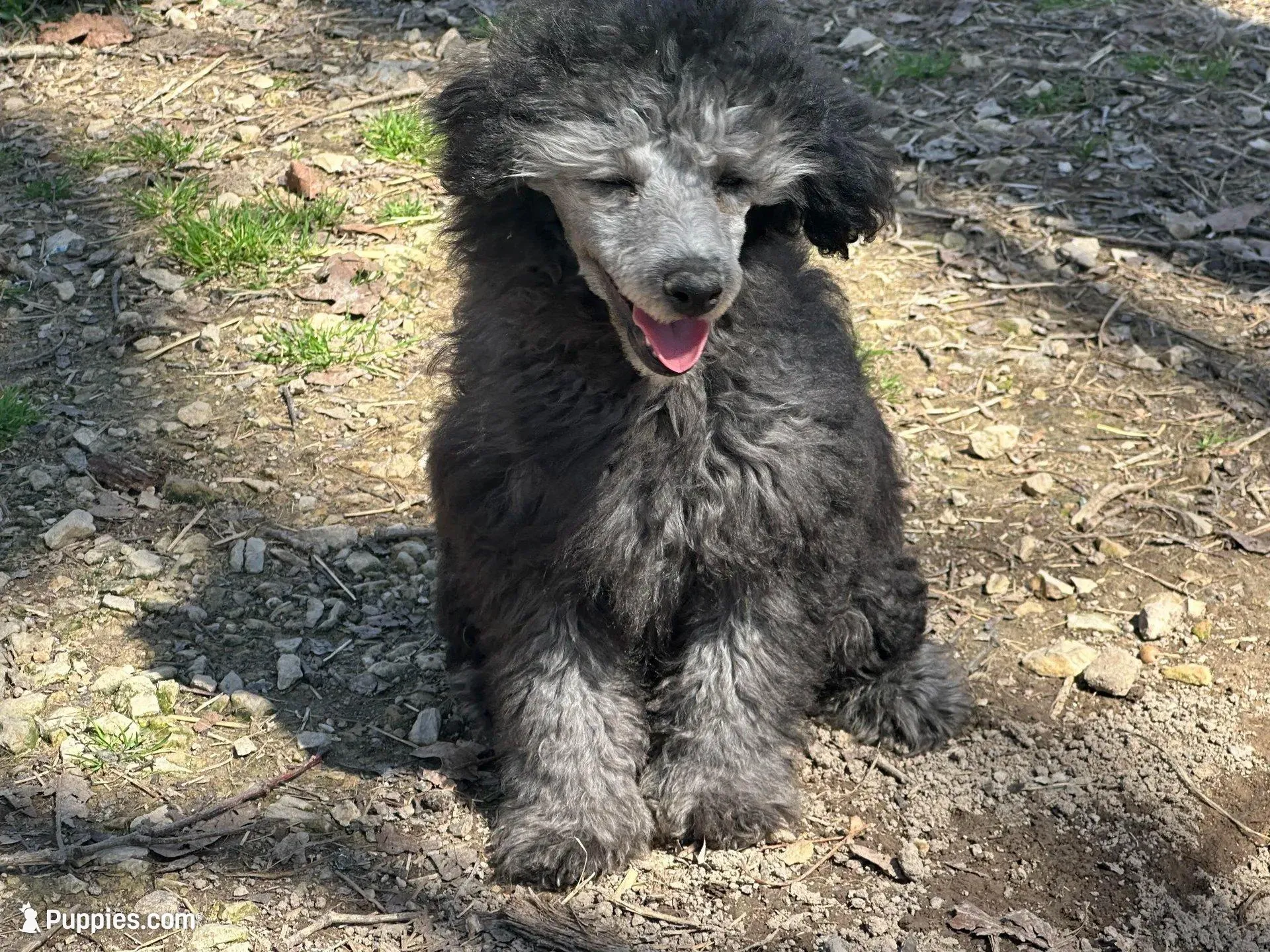 Twig – Poodle - Toy  puppy for sale in Cabool, MO