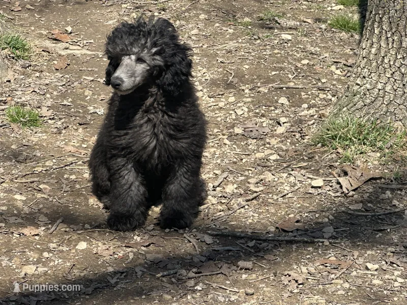 Jack – Poodle - Miniature  puppy for sale in Cabool, MO