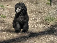 Jack, a male Poodle - Miniature  for sale in Cabool, MO – Photo 1 of 2