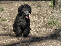 Jack, a male Poodle - Miniature  for sale in Cabool, MO – Photo 2 of 2