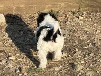 Tater Tot, a male Poodle - Toy  for sale in Cabool, MO – Photo 3 of 4