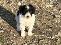 Tater Tot, a male Poodle - Toy  for sale in Cabool, MO – Photo 2 of 4
