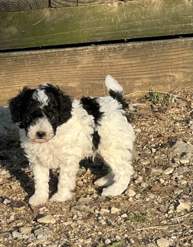 Tater Tot – Poodle - Toy  puppy for sale in Cabool, MO