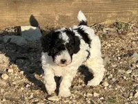 Tater Tot, a male Poodle - Toy  for sale in Cabool, MO – Photo 4 of 4
