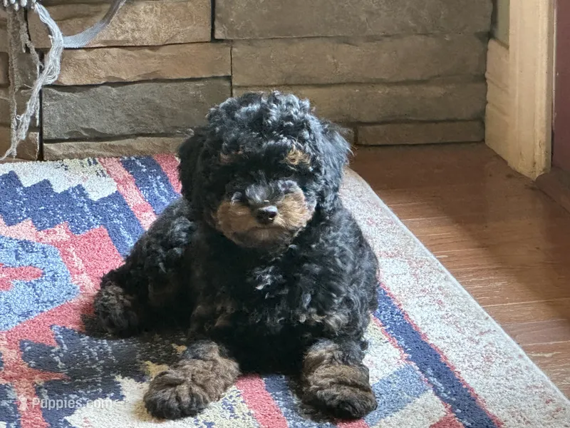 Phoebe – Poodle - Miniature  puppy for sale in Cabool, MO