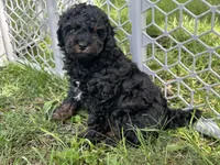 Zane, a male Poodle - Miniature  for sale in Cabool, MO – 2 of 4