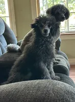 Chip, a male Poodle - Miniature  for sale in Cabool, MO – 2 of 3