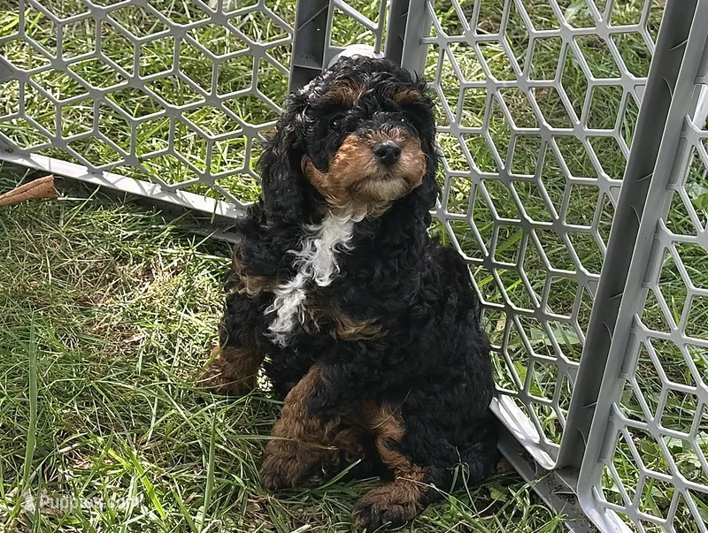 Fancy – Poodle - Miniature  puppy for sale in Cabool, MO