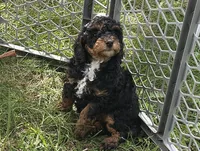 Fancy, a female Poodle - Miniature  for sale in Cabool, MO – 1 of 4