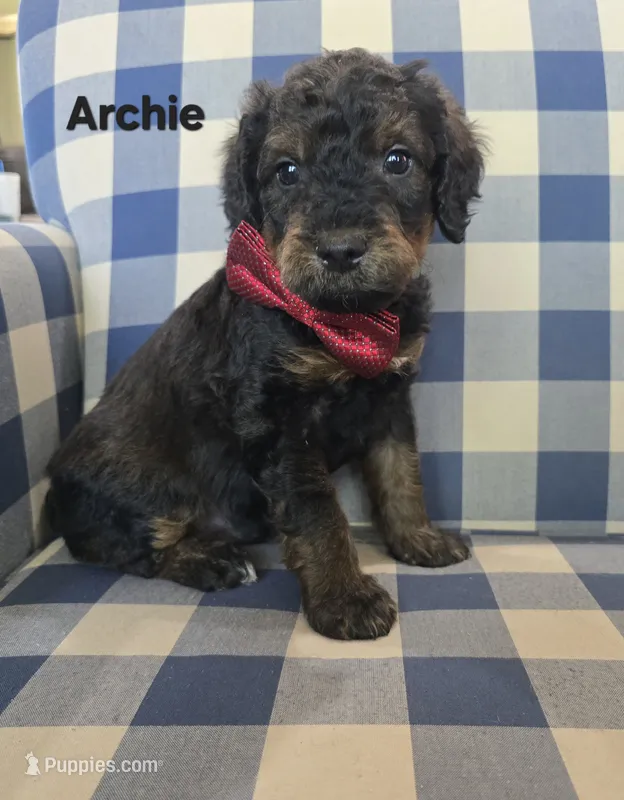 Archie – Miniature Bernedoodle puppy for sale in Galt, MO