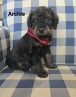 Archie, a male Miniature Bernedoodle for sale in Galt, MO – 1 of 3