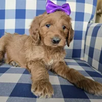 Patty, a female Goldendoodle for sale in Galt, MO – Photo 3 of 3