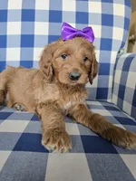 Patty, a female Goldendoodle for sale in Galt, MO – Photo 3 of 3