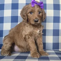 Patty, a female Goldendoodle for sale in Galt, MO – Photo 1 of 3