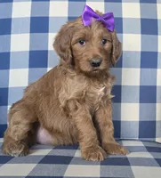 Patty, a female Goldendoodle for sale in Galt, MO – Photo 1 of 3