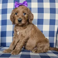 Patty, a female Goldendoodle for sale in Galt, MO – Photo 2 of 3