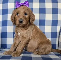 Patty, a female Goldendoodle for sale in Galt, MO – Photo 2 of 3