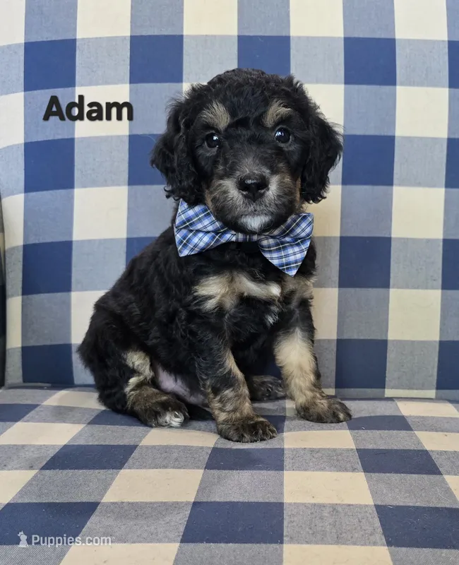 Adam – Miniature Bernedoodle puppy for sale in Galt, MO