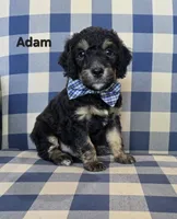 Adam, a male Miniature Bernedoodle for sale in Galt, MO – 1 of 3