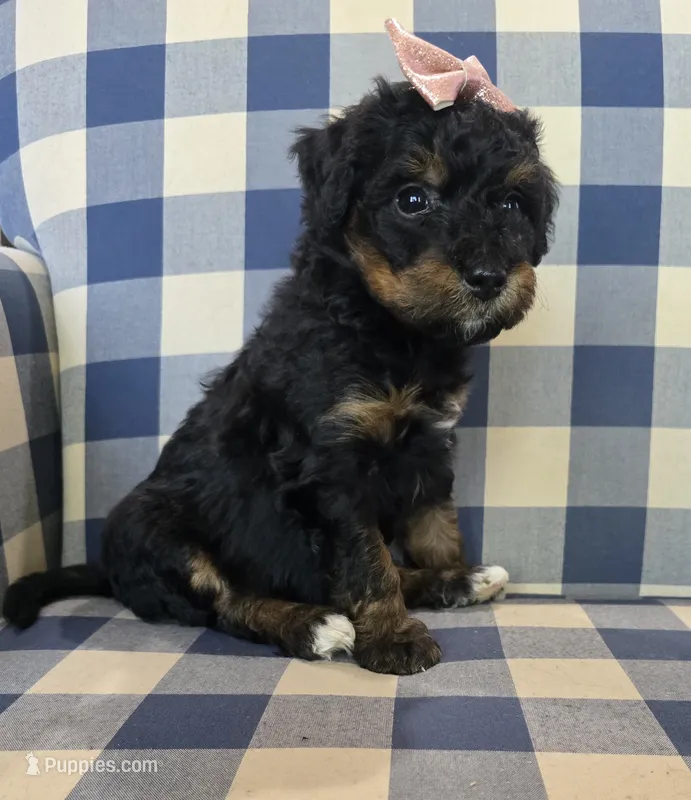 Allie – Miniature Bernedoodle puppy for sale in Galt, MO