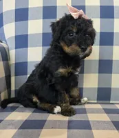 Allie, a female Miniature Bernedoodle for sale in Galt, MO – 1 of 3