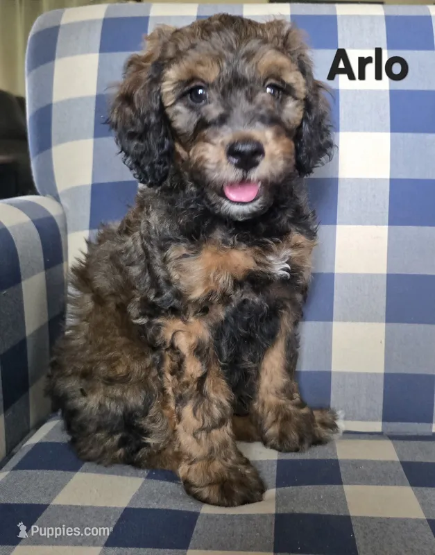 Arlo – Miniature Bernedoodle puppy for sale in Galt, MO