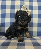 Abby, a female Miniature Bernedoodle for sale in Galt, MO – 2 of 3
