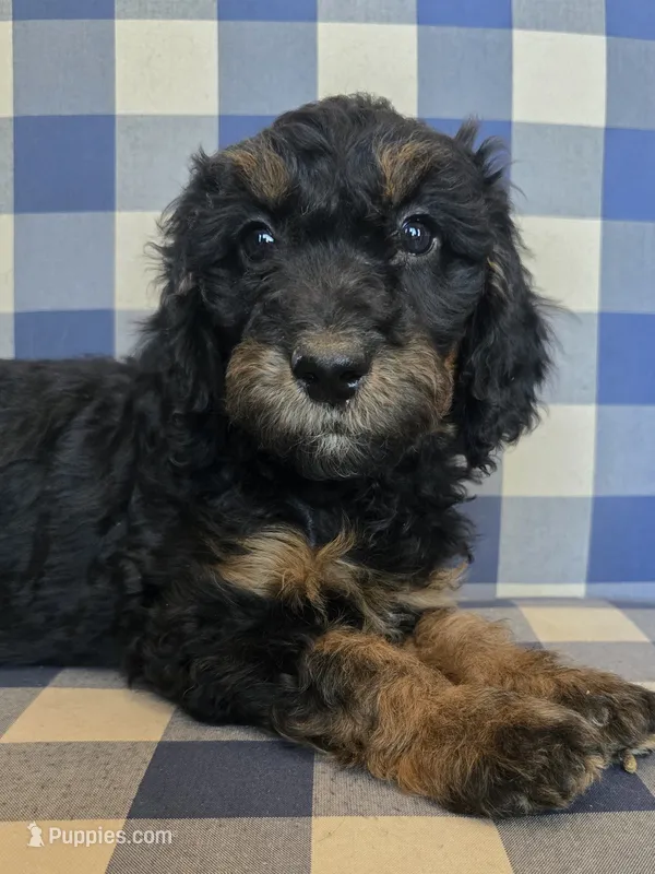 Abby – Bernedoodle, Miniature Bernedoodle puppy for sale in Galt, MO