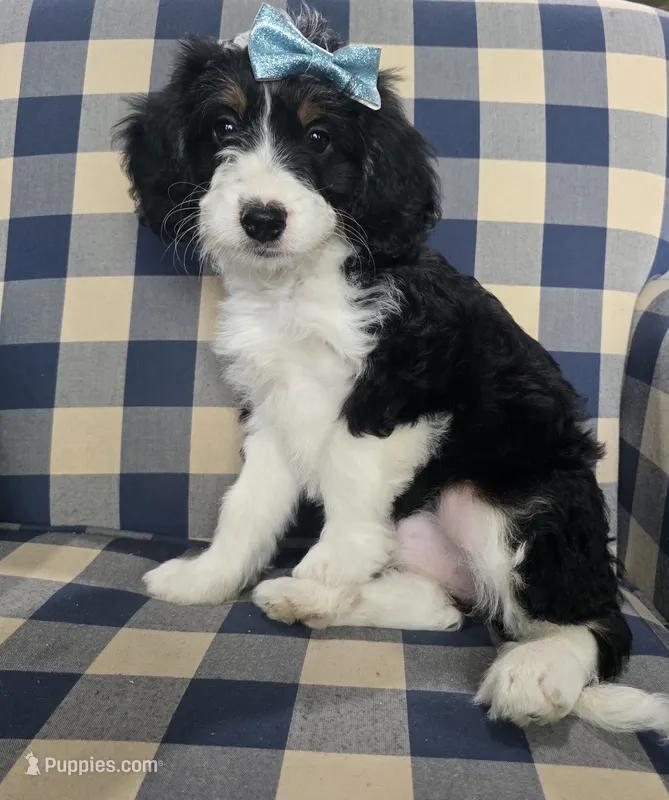 Joy – Miniature Bernedoodle puppy for sale in Galt, MO
