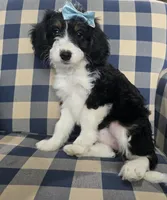 Joy, a female Miniature Bernedoodle for sale in Galt, MO – 1 of 2