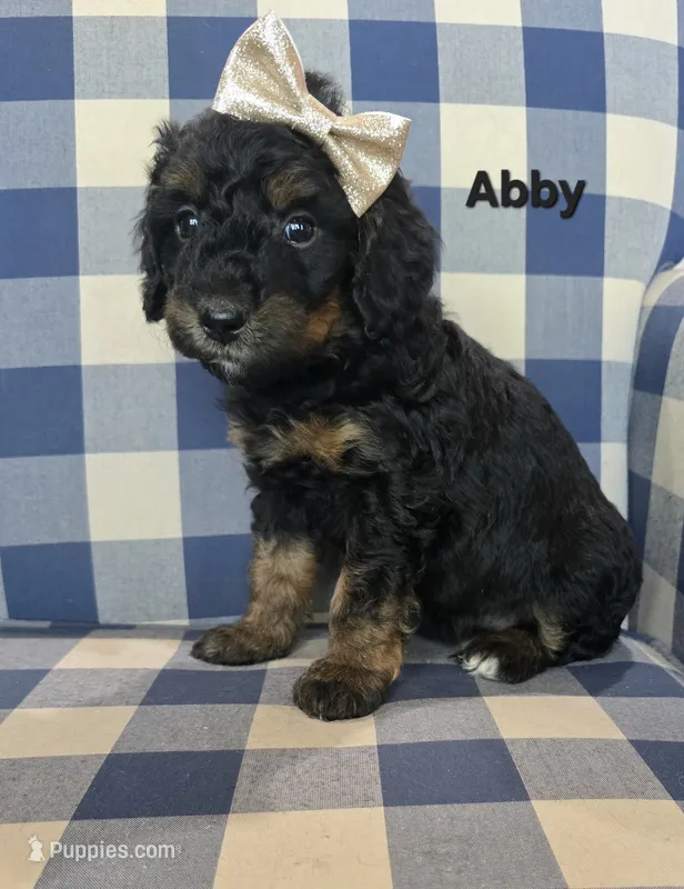 Abby – Miniature Bernedoodle puppy for sale in Galt, MO