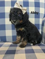 Abby, a female Miniature Bernedoodle for sale in Galt, MO – 1 of 3