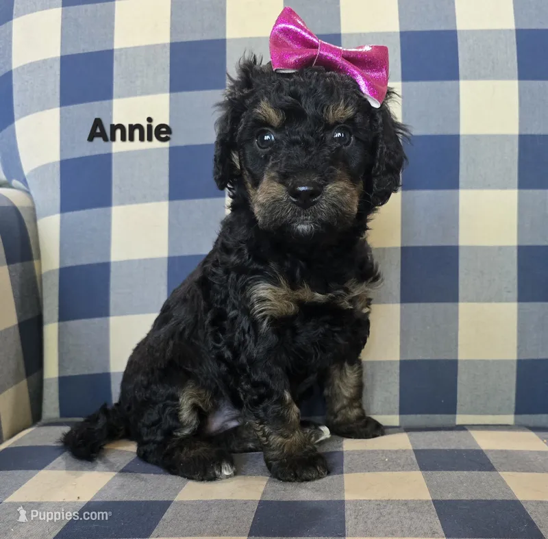 Annie – Miniature Bernedoodle puppy for sale in Galt, MO