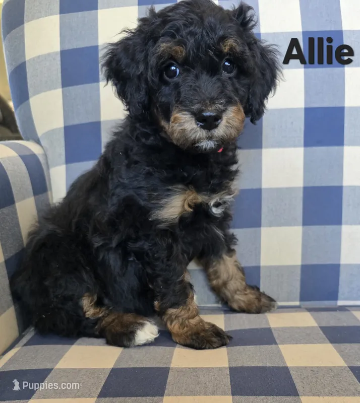 Allie – Bernedoodle, Miniature Bernedoodle puppy for sale in Galt, MO