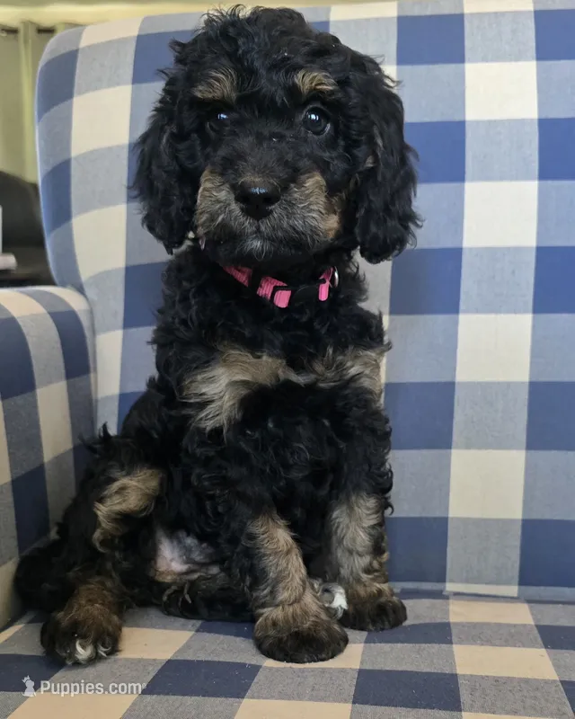 Annie – Miniature Bernedoodle puppy for sale in Galt, MO