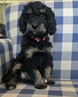 Annie, a female Miniature Bernedoodle for sale in Galt, MO – 1 of 3