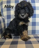 Abby, a female Bernedoodle and Miniature Bernedoodle for sale in Galt, MO – 3 of 3