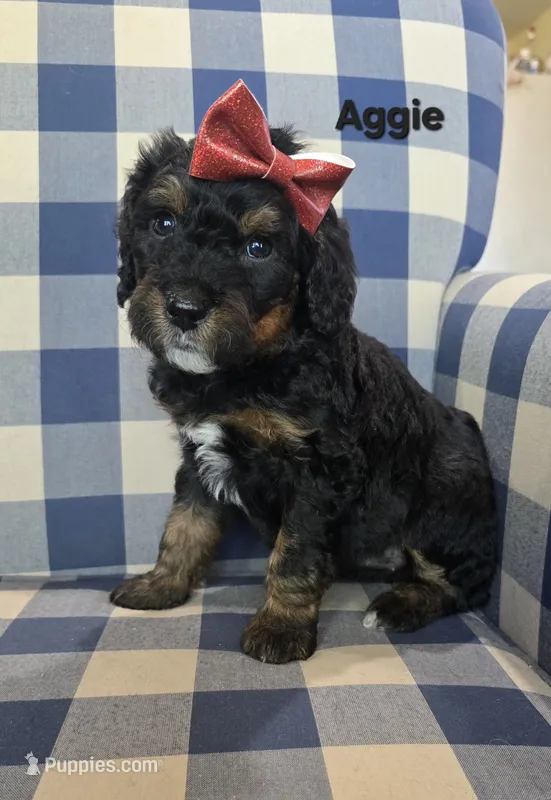 Aggie – Miniature Bernedoodle puppy for sale in Galt, MO