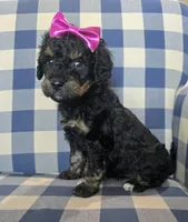 Annie, a female Miniature Bernedoodle for sale in Galt, MO – 2 of 3