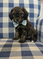 Arlo, a male Miniature Bernedoodle for sale in Galt, MO – 2 of 3