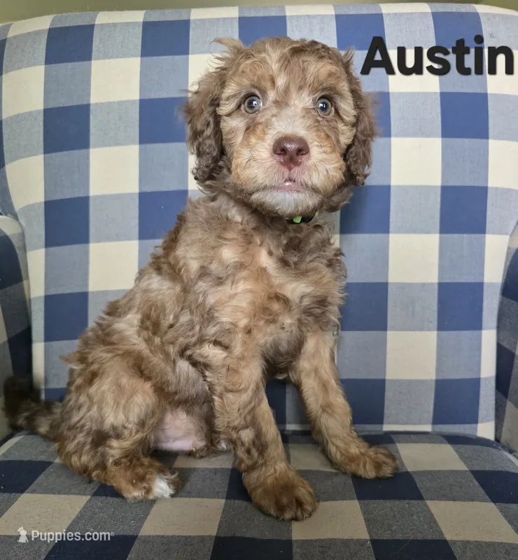 Austin – Miniature Bernedoodle puppy for sale in Galt, MO