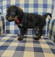 Archie, a male Miniature Bernedoodle for sale in Galt, MO – 2 of 3