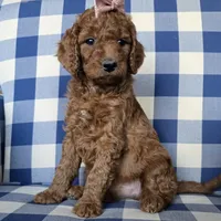 Posey, a female Goldendoodle for sale in Galt, MO – Photo 1 of 3
