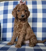 Posey, a female Goldendoodle for sale in Galt, MO – Photo 1 of 3