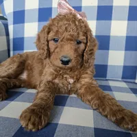 Posey, a female Goldendoodle for sale in Galt, MO – Photo 3 of 3