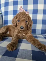 Posey, a female Goldendoodle for sale in Galt, MO – Photo 3 of 3